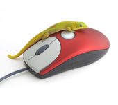 Picture of a gecko on a computer mouse