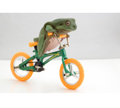 Picture of a frog riding a bicycle