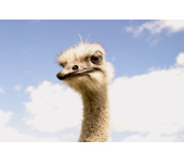 Picture of an ostrich